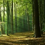 Apartmán Waldschenke Stendenitz Uebernachten Im Wald Am Neuruppin