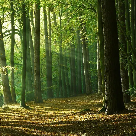 Appartamento Waldschenke Stendenitz Uebernachten Im Wald Am Neuruppin