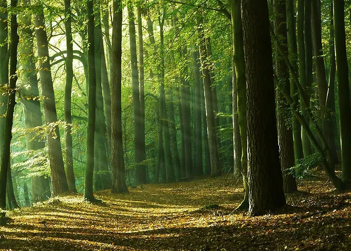 Apartament Waldschenke Stendenitz Uebernachten Im Wald Am Neuruppin